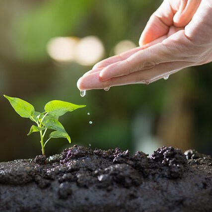 soil-8080788_640 soil-8080788_640