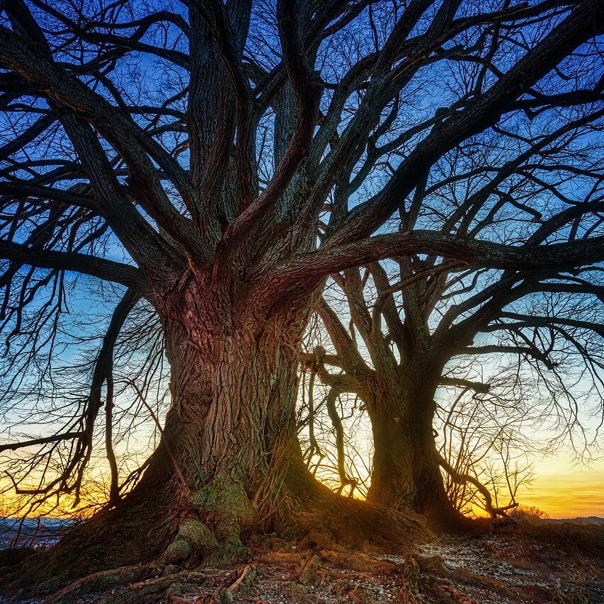 trees-8482254_1280 trees-8482254_1280